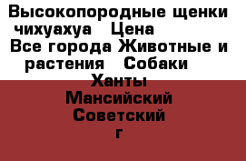 Высокопородные щенки чихуахуа › Цена ­ 25 000 - Все города Животные и растения » Собаки   . Ханты-Мансийский,Советский г.